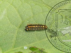 Алланкастрия кавказская (зеринтия кавказская) 004